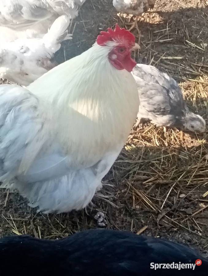 Kurki i kogutki Drób i ptactwo łódzkie Wrzesiny