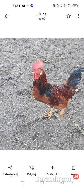 Młode kogutki Myślibórz