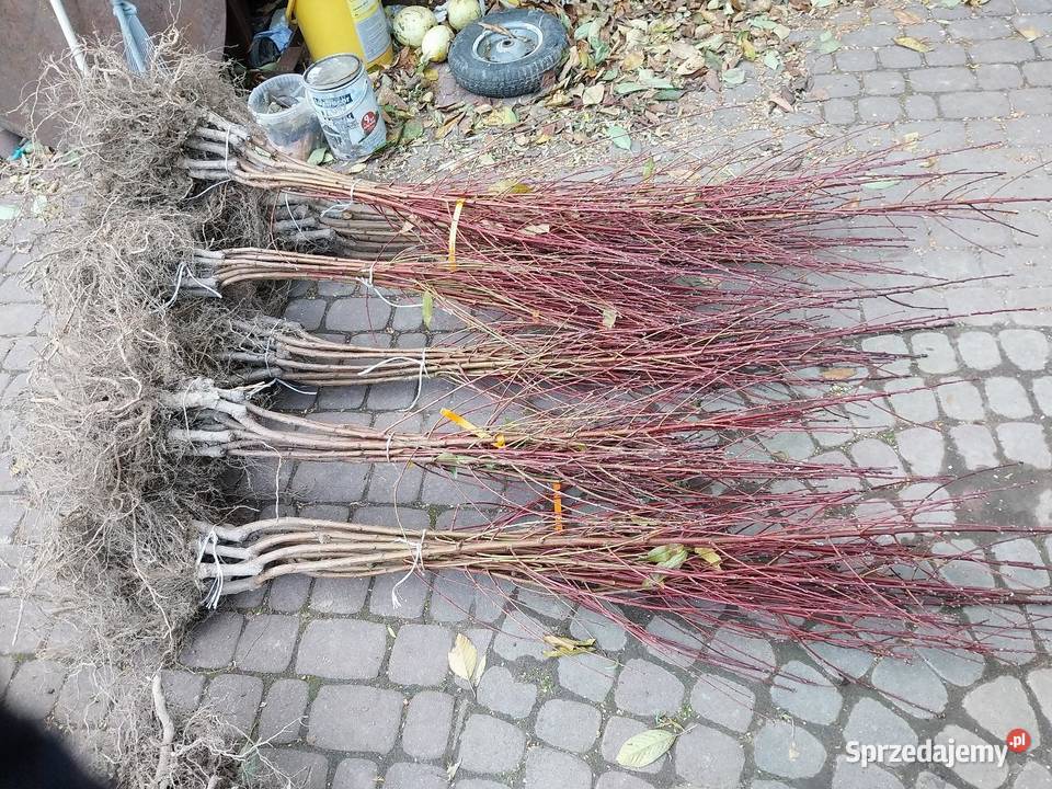 Drzewka owocowe jabłonie grusze śliwy wiśnie itp podkarpackie Jasło