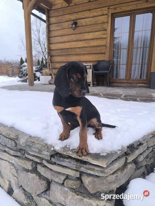 Szczenięta Gończy polski Kamionna sprzedam