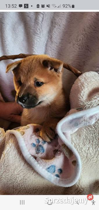 Shiba Inu Psy Krasne