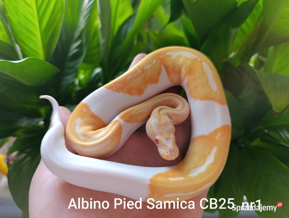 Pyton królewski Python Regius Góra Kalwaria sprzedam