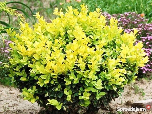 Bukszpan sadzonki 10 15 w paletkach multiplatach Rośliny Stalowa Wola