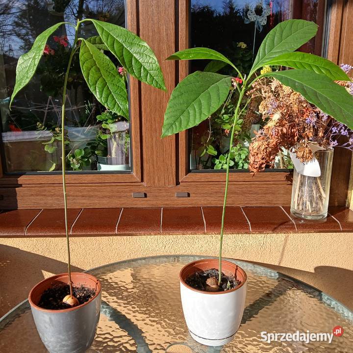 Avocado awokado roślina domowa Nowy Sącz