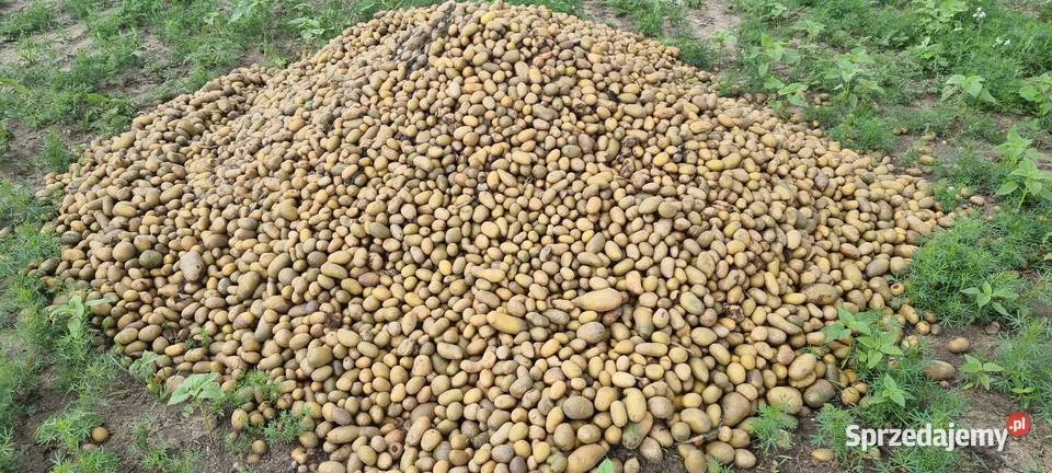 Ziemniaki paszoweodpadowe Mniewo