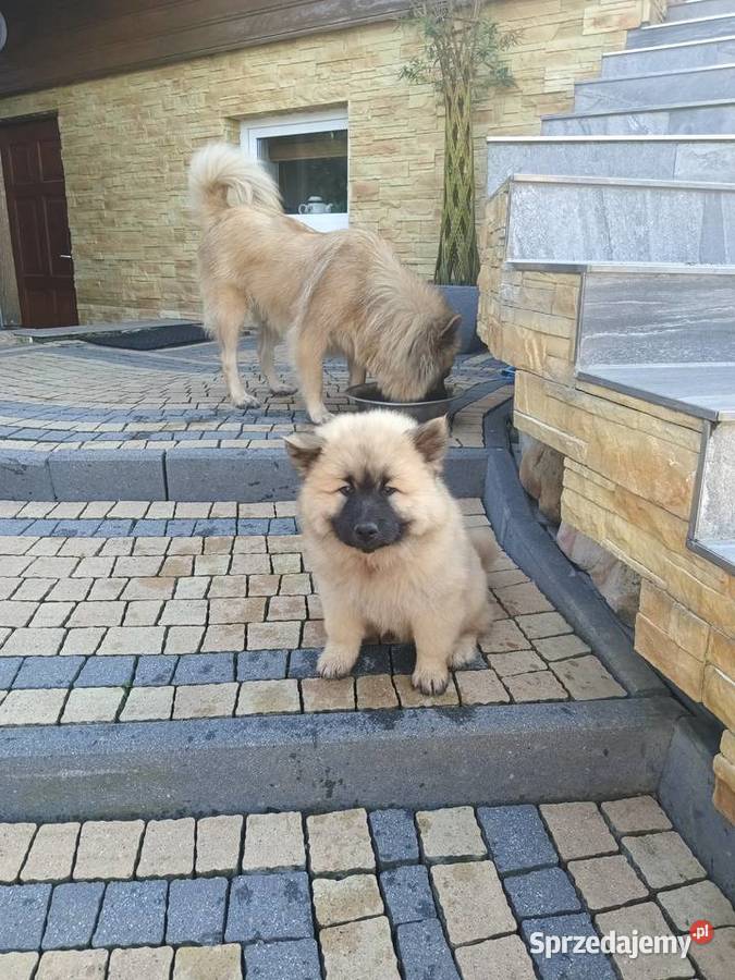 Eurasier szczeniak dziewczynka Krosno
