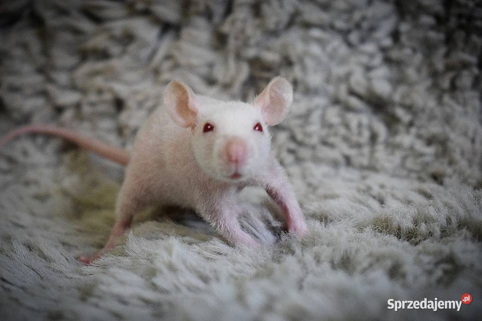 Szczurki szczur szczury fuzz Wrocław sprzedam