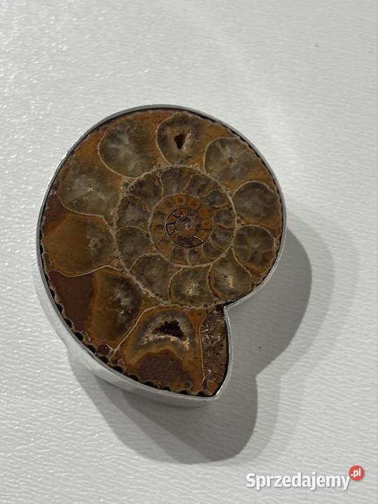 Przypinka Amonity WKruk Orska Bydgoszcz