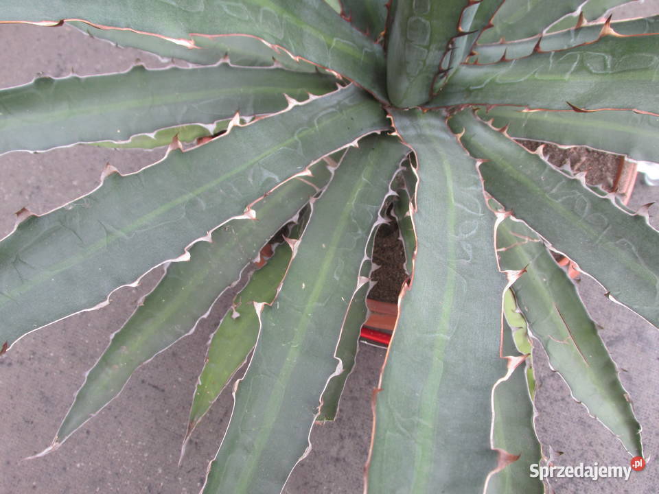 Odhodowana ponad 10 letnia agawa agave Kraków