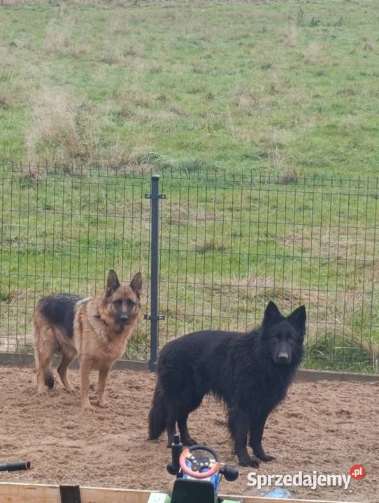 Owczarek Niemiecki opolskie Góra