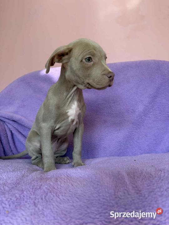 American Pit Bull silverfawn pitbull Sieradz