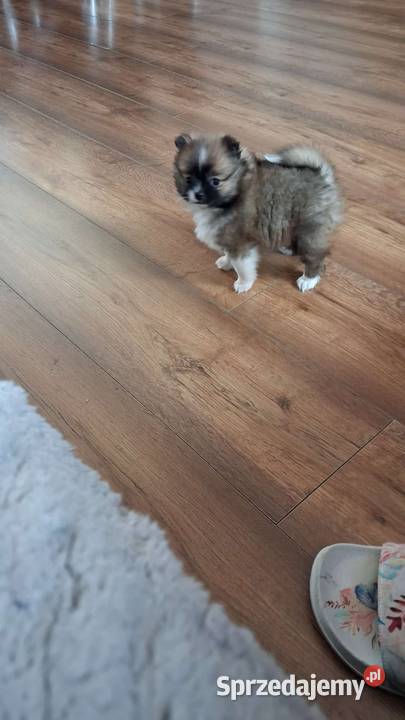 Szpic miniaturowy Szpic miniaturowy