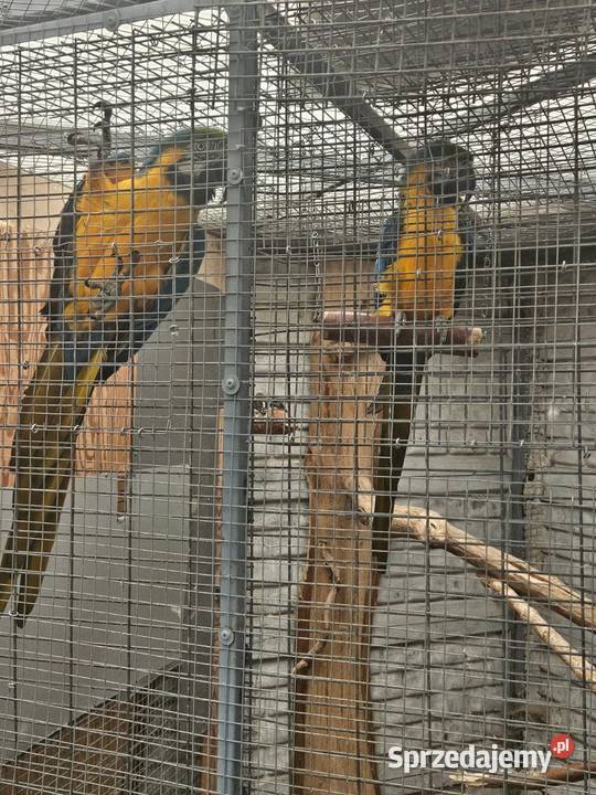 Sprzedam Arara arauna Para Ptaki Gostyń