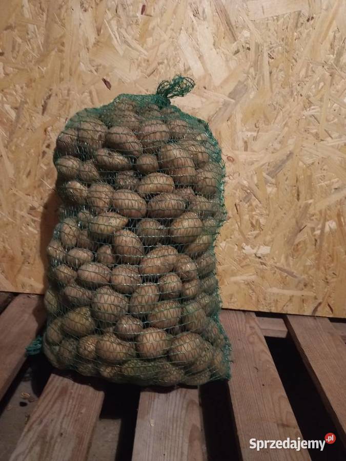 Ziemniaki sadzeniaki QUEEN ANNE Rośliny okopowe Dębicze sprzedam