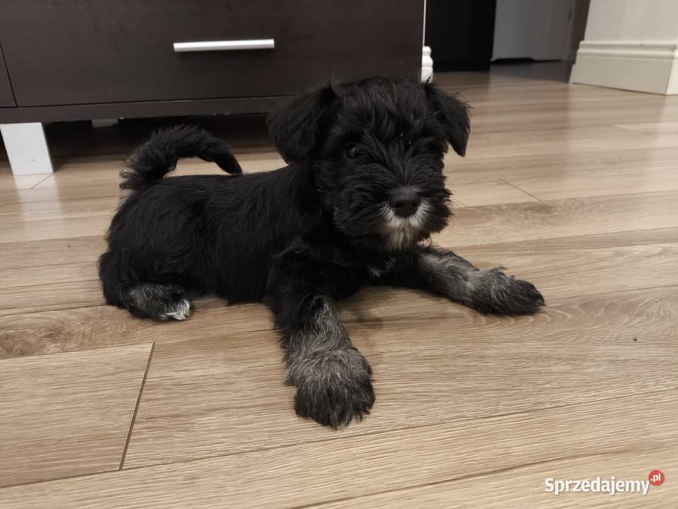 Sznaucer miniaturowy pieski