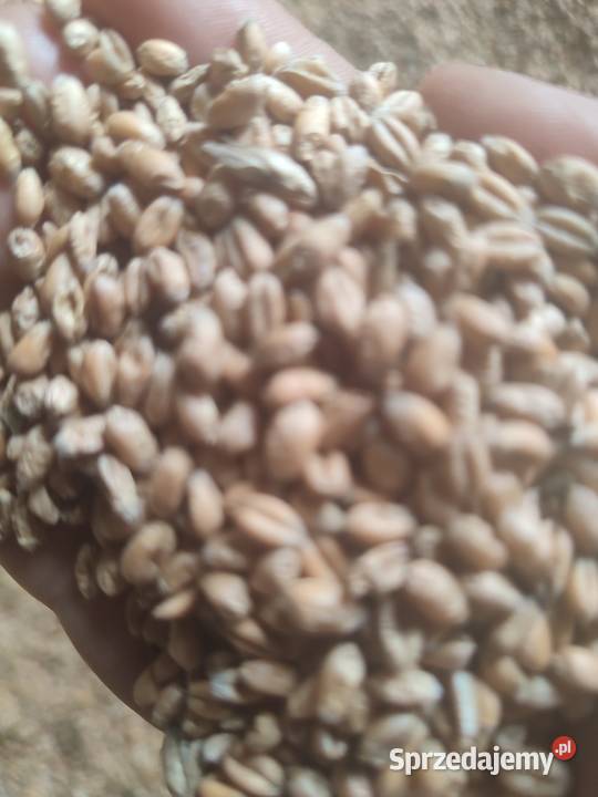 Sprzedam zboże pszenica Toszek sprzedam