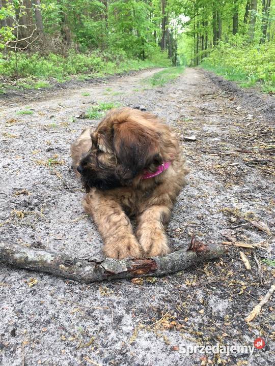 Owczarek Francuski Briard szczenięta Poznań sprzedam