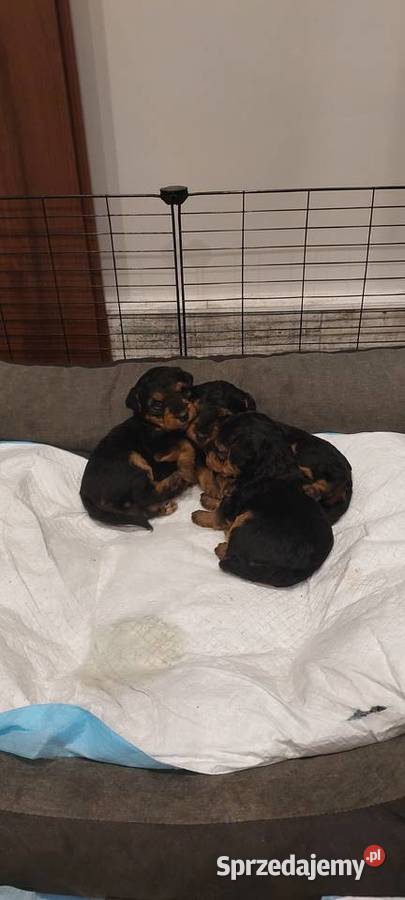 Terier Walijski szczenięta sprzedam FCI ZKwP Dąbrowa