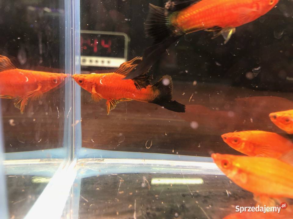 Mieczyk Kalafior Cauliflower Wagtali Justynów