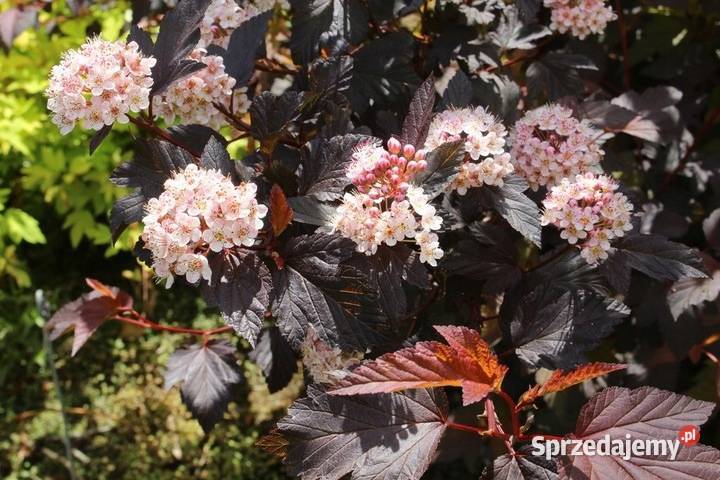 C2 PURPUROWA PĘCHERZNICA DIABLE DORO 40 Miedźna