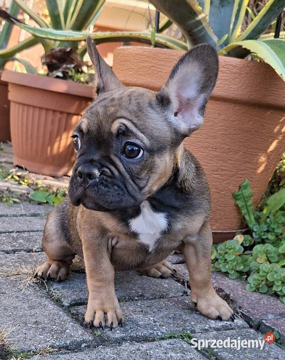 Sprzedam buldożki francuskieduczka Psy Olsztyn