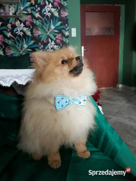 Piękny Mały Szpic Niemiecki doskonała budowa Krapkowice