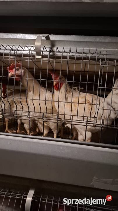Młode koguty lohmann sandy 16 tygodniowe Zgierz