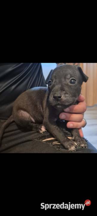 szczeniak american Pitbull terrier Bolesławiec sprzedam
