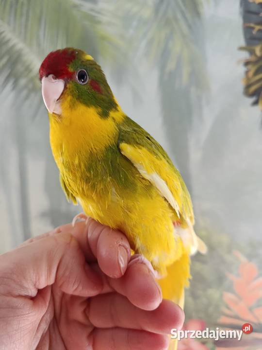 Papuga ręcznie karmiona koza modrolotka oswojona Miastko