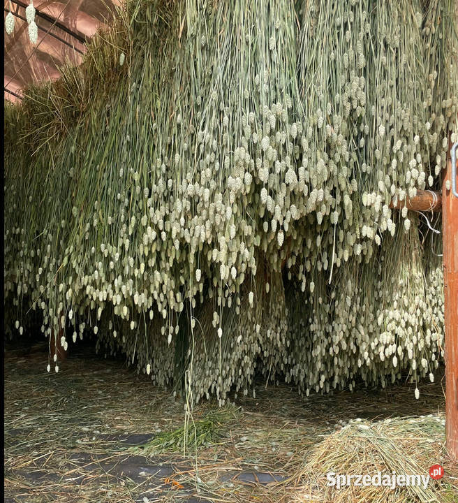 Naturalny kanar pęczki zbóż zasuszonych kłosy Lublin