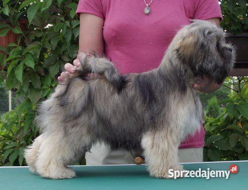 LHASA APSO szczeniak Olsztyn