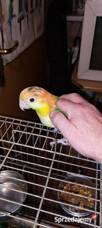 Barwinka białobrzucha recznie karmiona Wodzisław Śląski