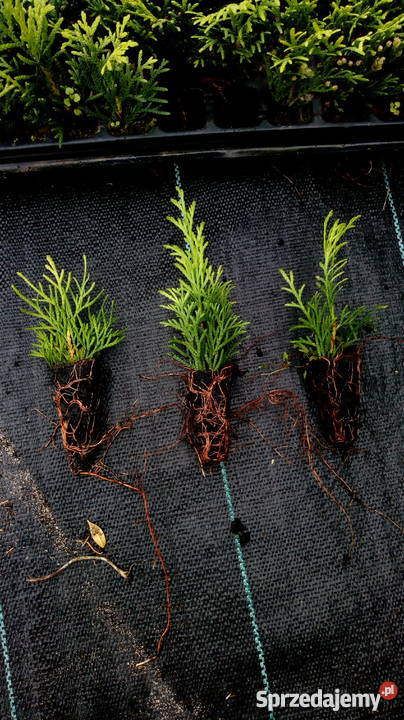Sadzonki Tuji szmaragd multiplaty Choszczów sprzedam