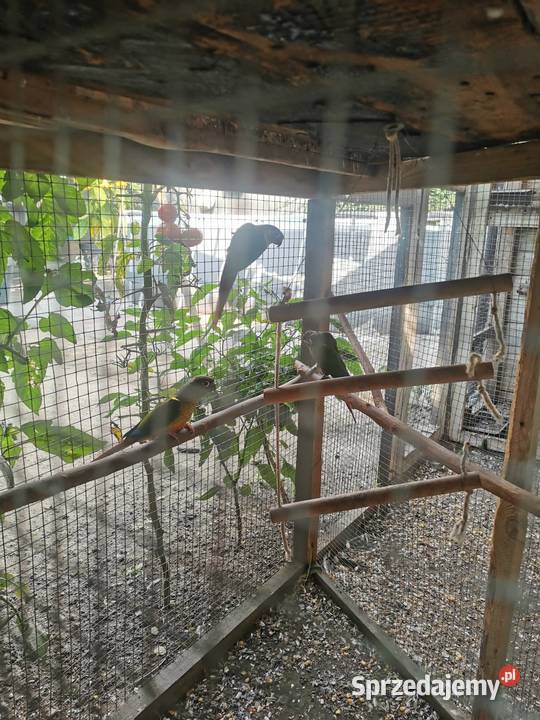 Ptaszki że zdięcia zmienią woliere Maryszewice