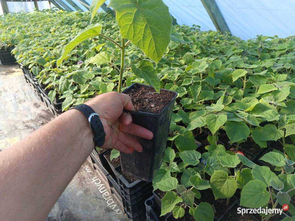 Paulownia shan tong drzewo tlenowe szybko Łopiennik Górny sprzedam