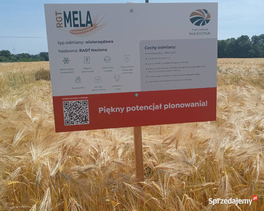 Jęczmień ozimy RGT Mela wielorzędowy Top Farms dolnośląskie Raciborowice Dolne