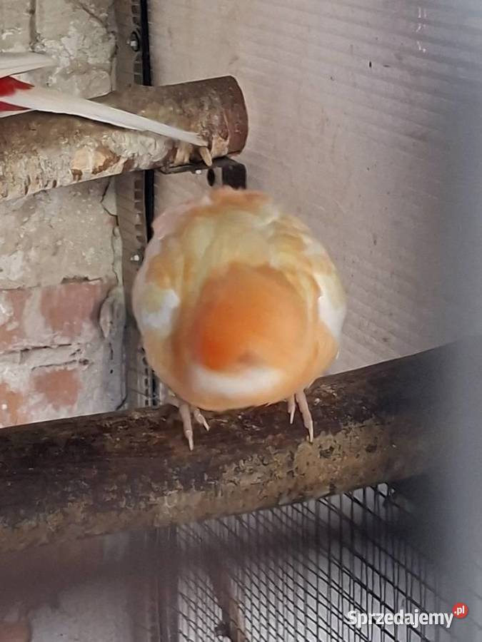 Papugi sprzedam Miejska Górka