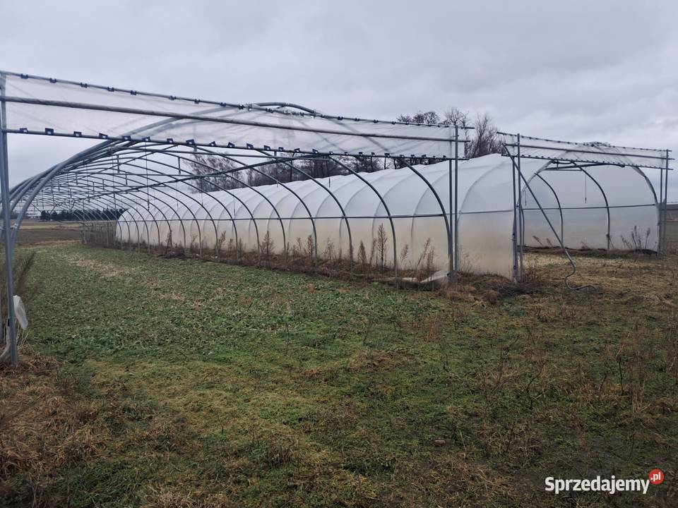 Tunel Foliowy 315 x 7 Majków Średni