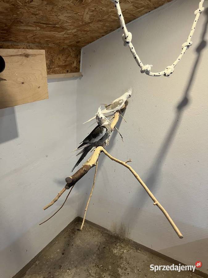 Papugi nierozłączki nimfy Mnichy Skrzyszów