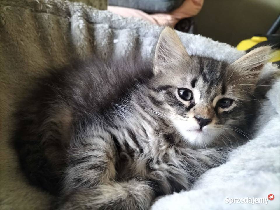 Cudowne koty syberyjskie i Neva Masquarade Sochaczew