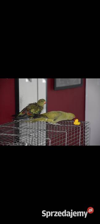 Księżniczka słoneczna papuga górska Berga Lublin