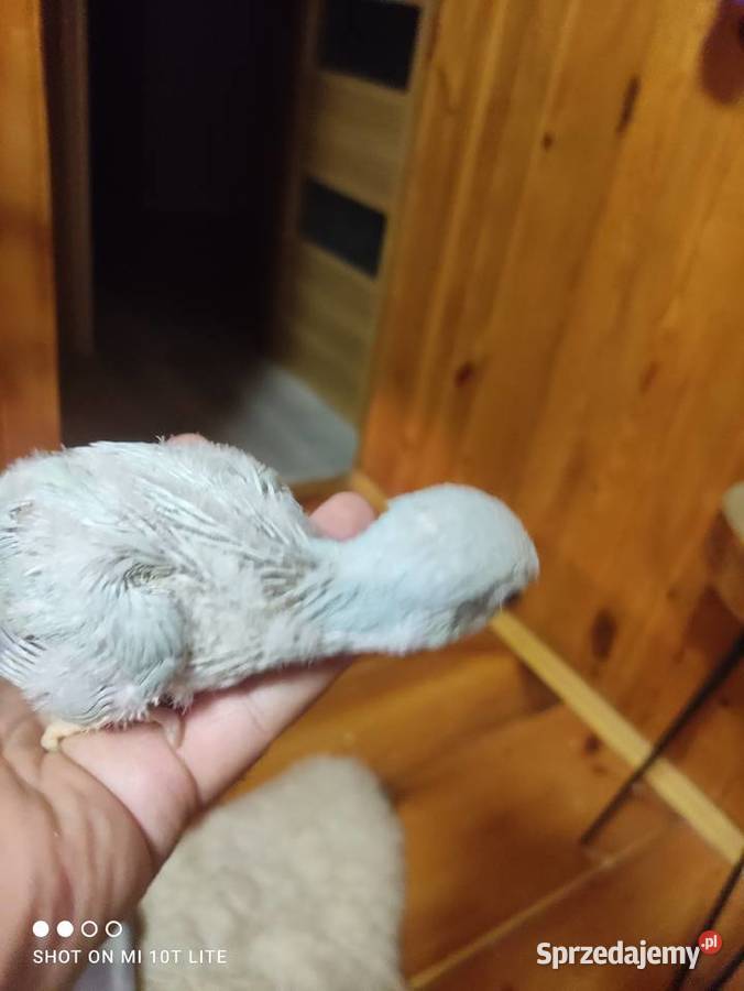 Ręcznie karmione Mnichy nizinne sprzedam łódzkie