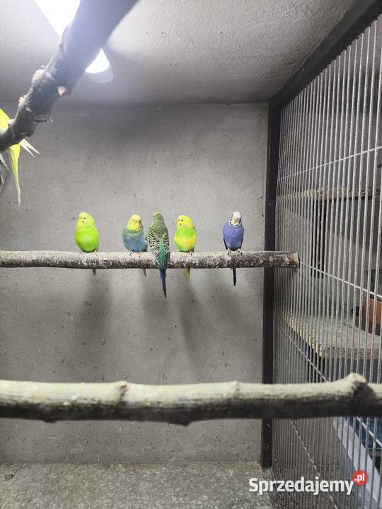 Młode faliste z 2025 roku śląskie