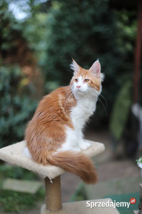 Maine Coon koty i kotki Gostynin