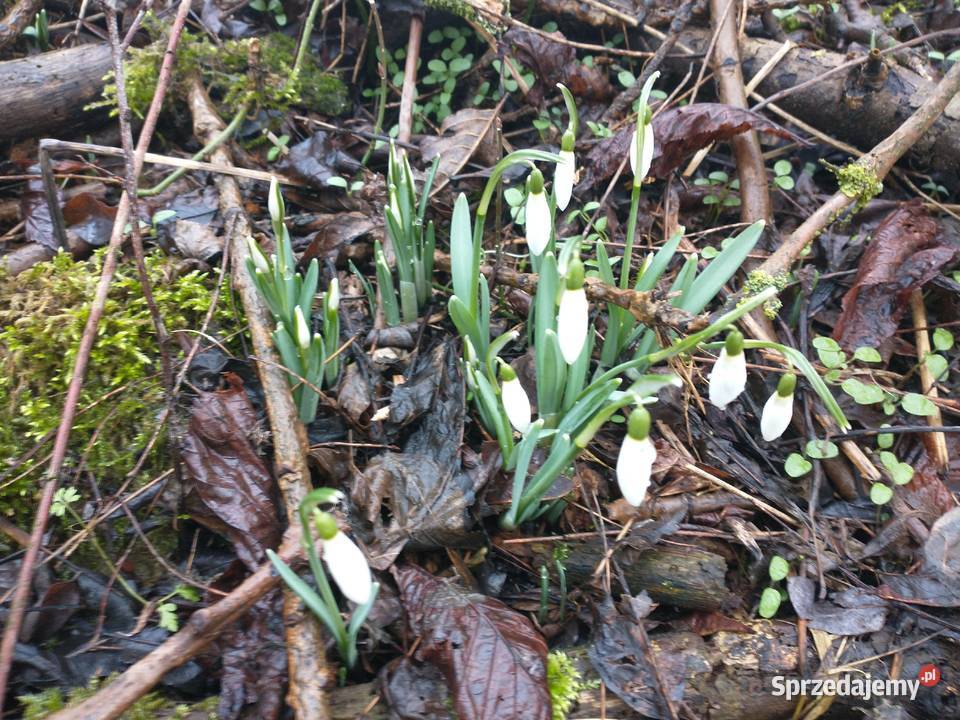 Sadzonki Śnieżyczki przebiśnieg Siekierki Małe