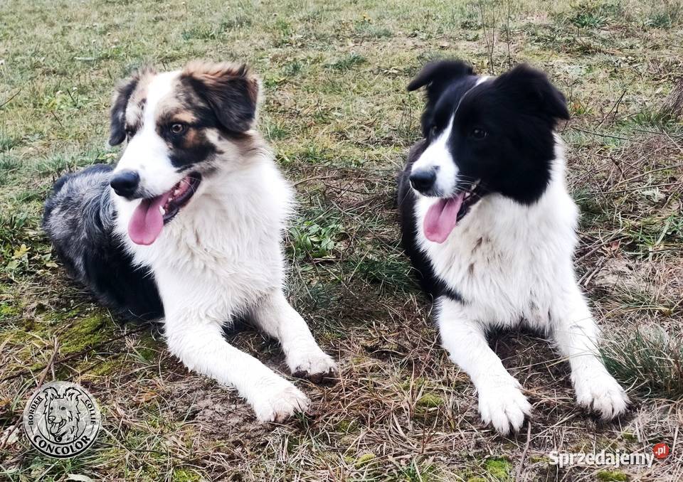 Border Collie coli szczeniak Blue Merle badania Radom