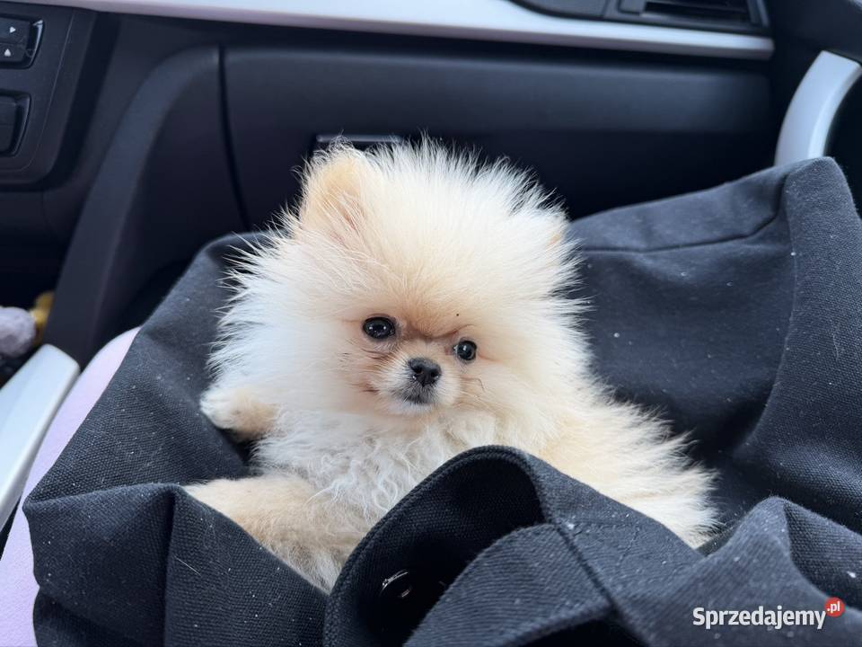 Szpic miniaturowy pomeranian dziewczynka Szpic miniaturowy Poniszowice