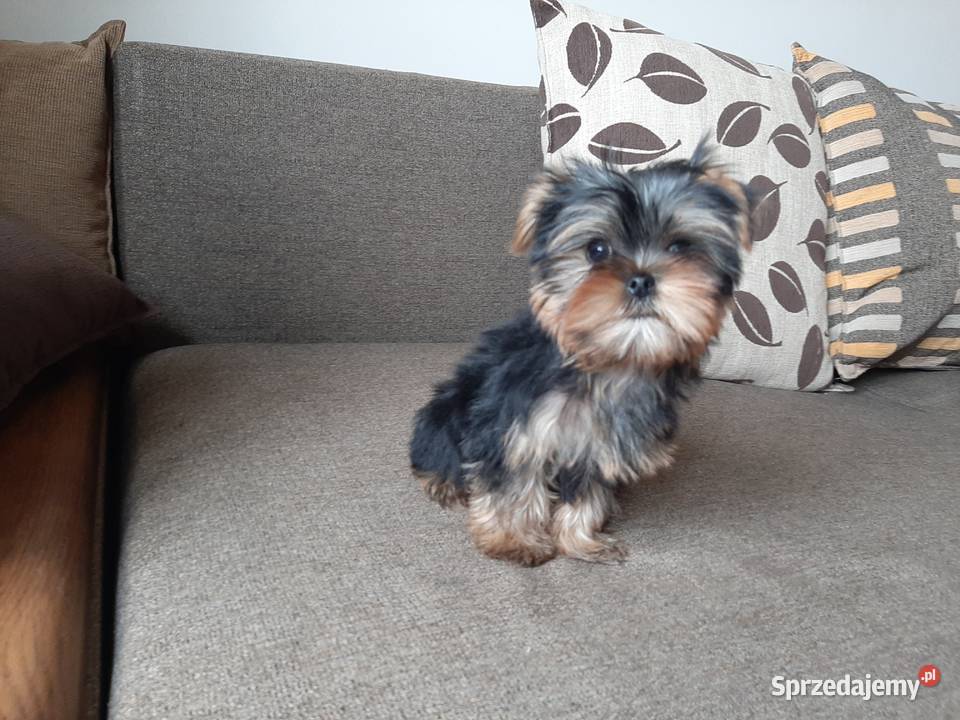 York piesek książeczka rodowód chip 2 miesiące Bogoria