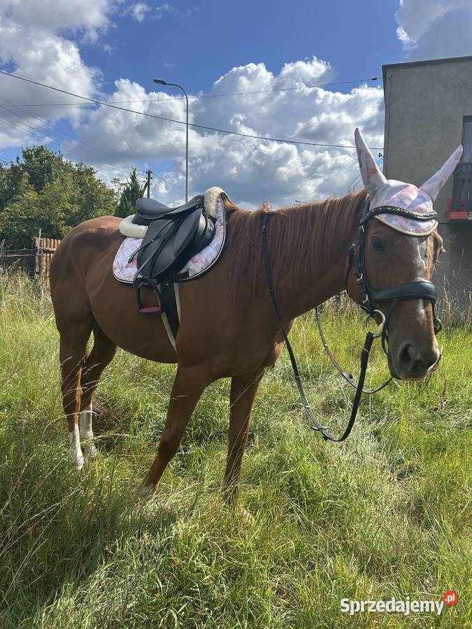 PILNA SPRZEDAŻ Knurów sprzedam