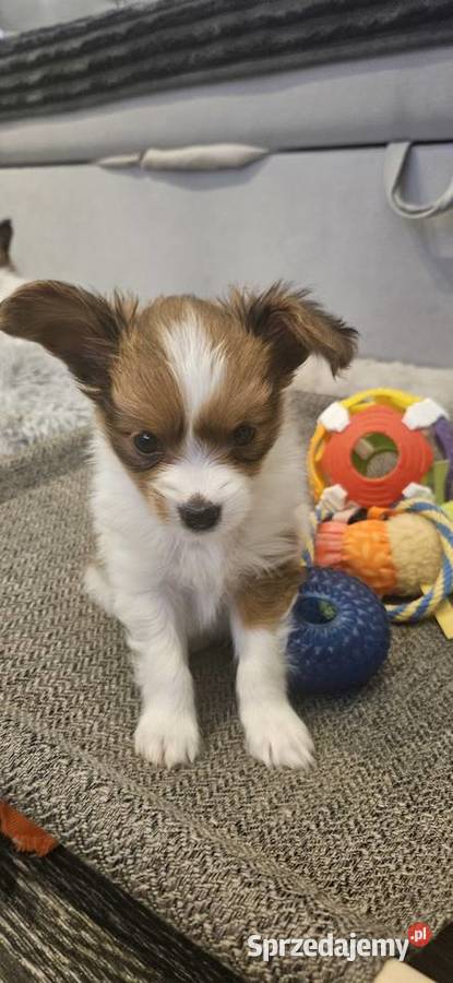 Papillon FCIZKWP Spaniel Kontynentalny Psy Jelenia Góra